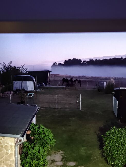 1 Offenstallplatz frei, Nicole , Horses For Sale, Dassow , Image 3