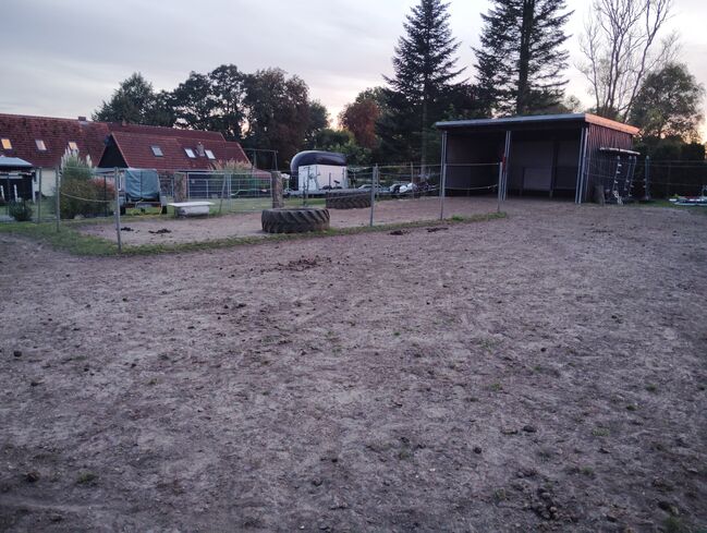 1 Offenstallplatz frei, Nicole , Horses For Sale, Dassow , Image 2