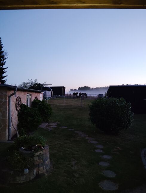 1 Offenstallplatz frei, Nicole , Horses For Sale, Dassow , Image 4