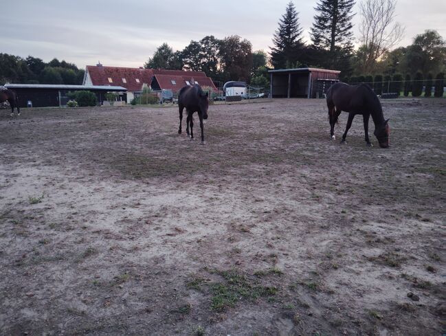 1 Offenstallplatz frei, Nicole , Horses For Sale, Dassow , Image 6