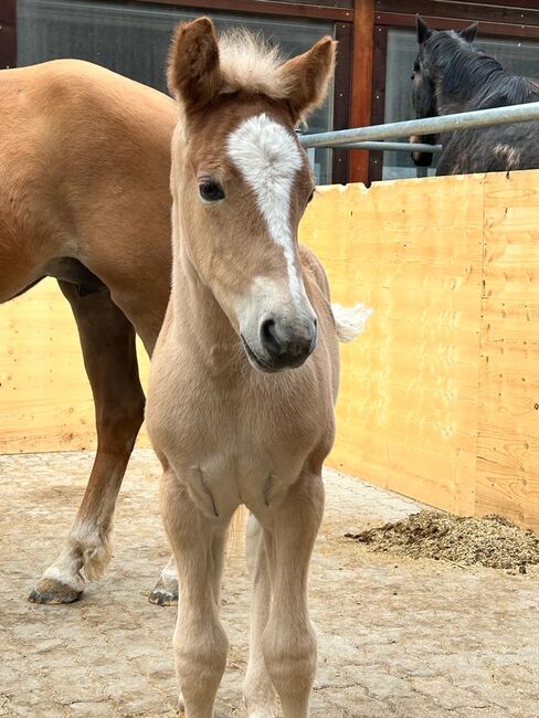 1Jähriger Haflinger Wallach, Elena Gosswiler, Horses For Sale, Thusis, Image 7