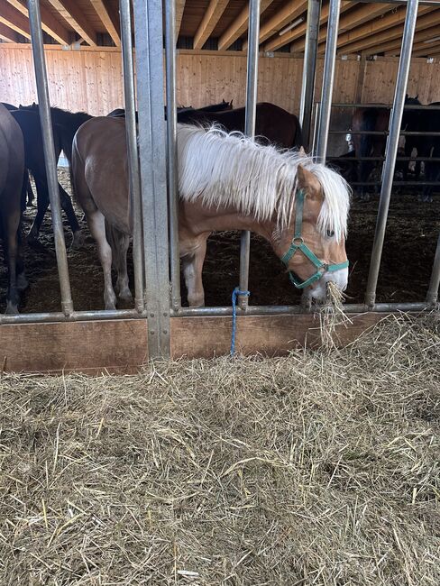 1Jähriger Haflinger Wallach, Elena Gosswiler, Horses For Sale, Thusis, Image 10