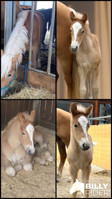 1Jähriger Haflinger Wallach, Elena Gosswiler, Horses For Sale, Thusis, Image 13