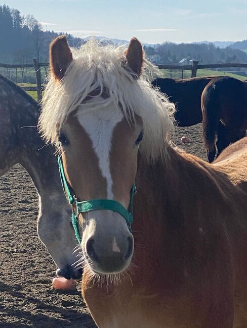 1Jähriger Haflinger Wallach, Elena Gosswiler, Horses For Sale, Thusis, Image 9