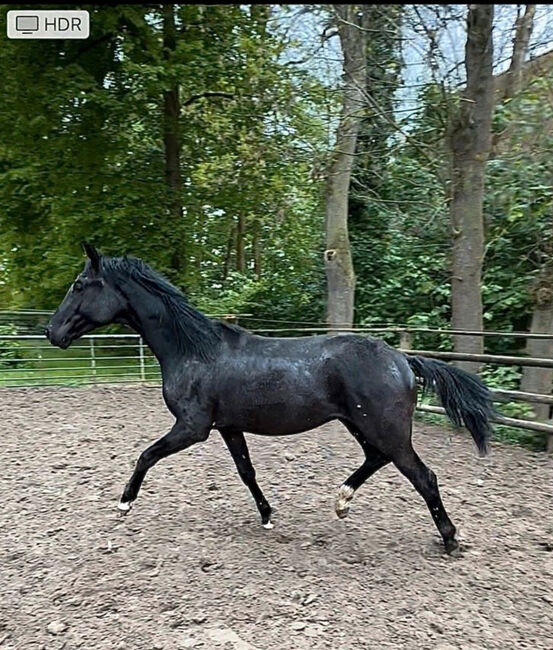 1 jähriger Hengst Fanegro x Fidertanz Dressurpferd, Sina Ott, Horses For Sale, Bad Segeberg, Image 4