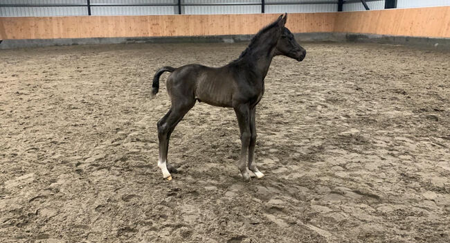 1 jähriger Hengst Fanegro x Fidertanz Dressurpferd, Sina Ott, Horses For Sale, Bad Segeberg, Image 3