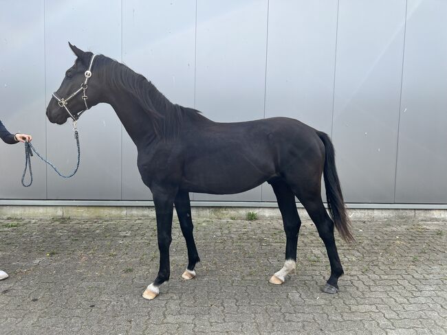 1 jähriger Hengst Fanegro x Fidertanz Dressurpferd, Sina Ott, Horses For Sale, Bad Segeberg, Image 7