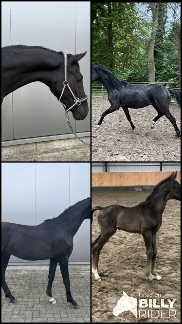 1 jähriger Hengst Fanegro x Fidertanz Dressurpferd, Sina Ott, Horses For Sale, Bad Segeberg, Image 10