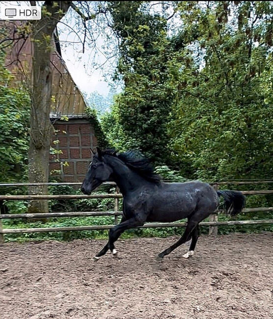 1 jähriger Hengst Fanegro x Fidertanz Dressurpferd, Sina Ott, Horses For Sale, Bad Segeberg, Image 5