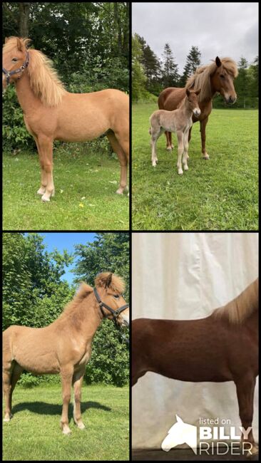 1 year old stallion - mother has 8.42 for Ridden Abilities, Martin Simonsen, Horses For Sale, Skanderborg, Image 6