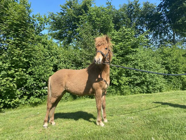 1 year old stallion - mother has 8.42 for Ridden Abilities, Martin Simonsen, Horses For Sale, Skanderborg, Image 5