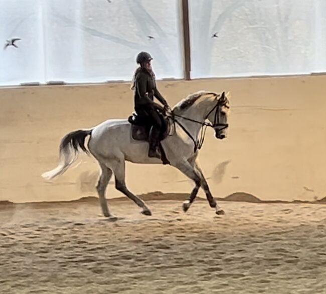 10 jähriger top KWPN, Pferdeglück (Pferdeglück GmbH), Horses For Sale, Pelmberg, Image 6