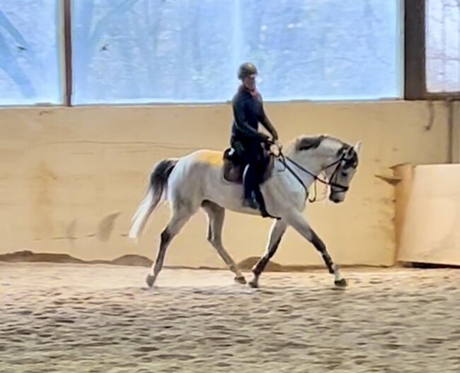 10 jähriger top KWPN, Pferdeglück (Pferdeglück GmbH), Horses For Sale, Pelmberg, Image 4