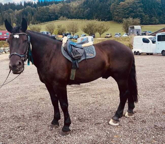 10 jähriger Noriker Wallach, Daros Nicole, Horses For Sale, Oberwölz , Image 3