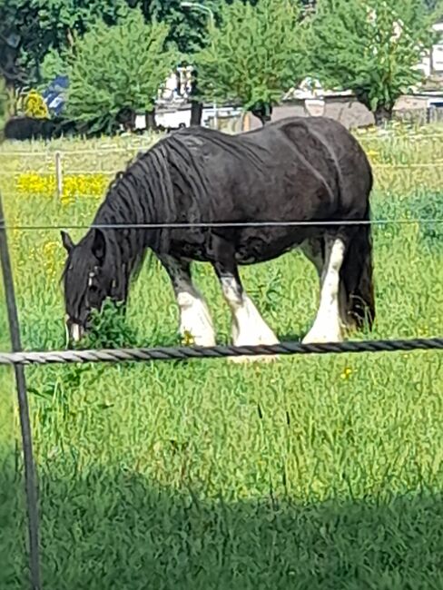 10 jährige Tinkerstute ( Sterstute), Erich Grasberger, Horses For Sale, Neustadtl