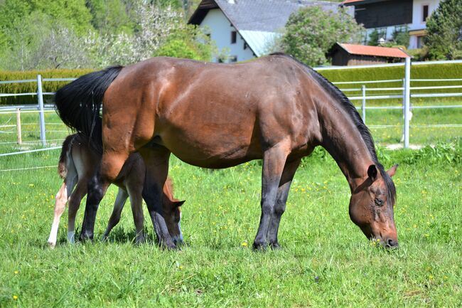 10-jährige Quarter Horse Stute / Familienpferd, Sonja, Pferd kaufen, Thalgau, Abbildung 4