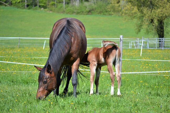 10-jährige Quarter Horse Stute / Familienpferd, Sonja, Pferd kaufen, Thalgau, Abbildung 3