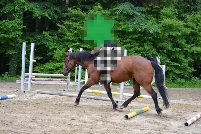 10-jährige Quarter Horse Stute / Familienpferd, Sonja, Pferd kaufen, Thalgau, Abbildung 6