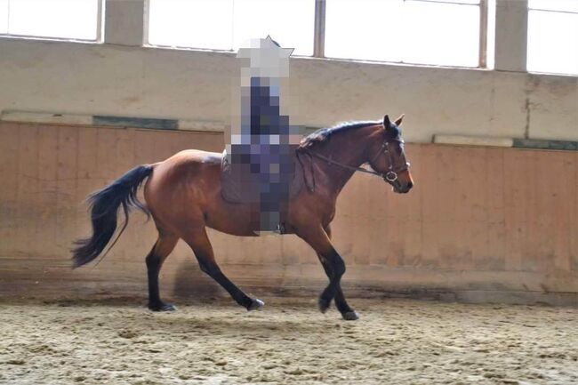 10-jährige Quarter Horse Stute / Familienpferd, Sonja, Pferd kaufen, Thalgau, Abbildung 5