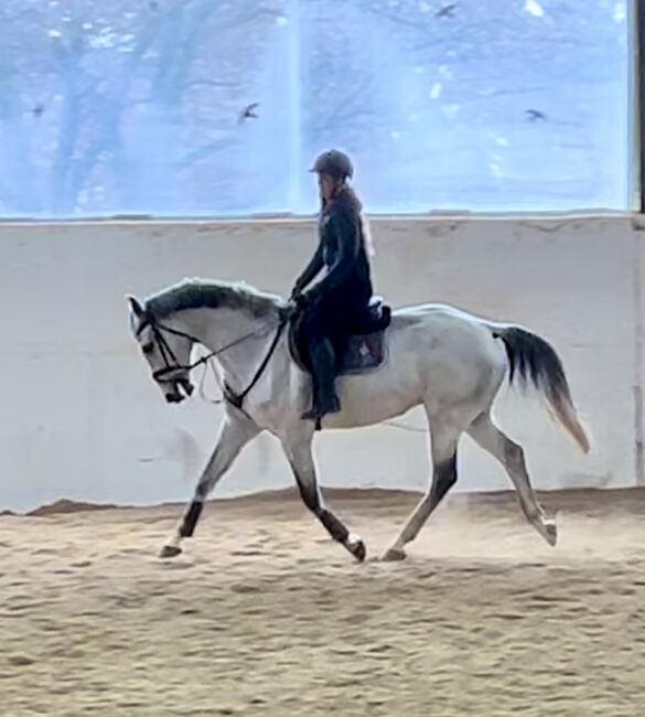 10 jähriger top KWPN, Pferdeglück (Pferdeglück GmbH), Horses For Sale, Pelmberg, Image 3