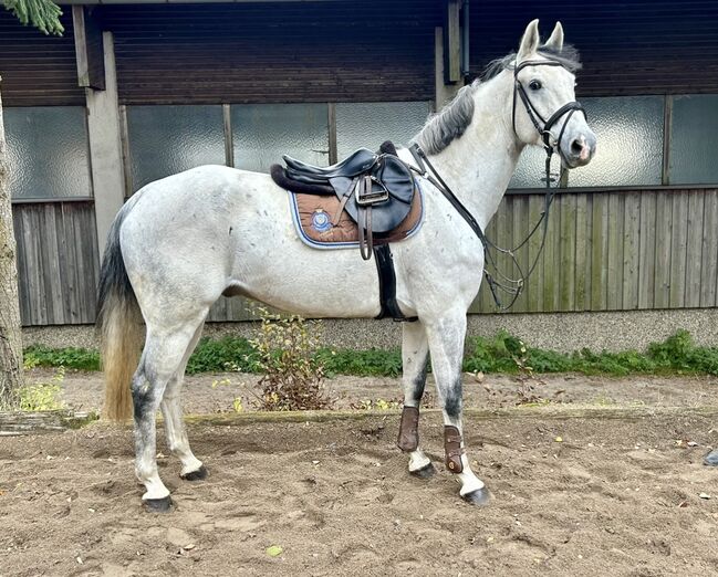 10 jähriger top KWPN, Pferdeglück (Pferdeglück GmbH), Horses For Sale, Pelmberg