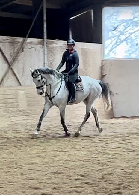 10 jähriger top KWPN, Pferdeglück (Pferdeglück GmbH), Horses For Sale, Pelmberg, Image 5