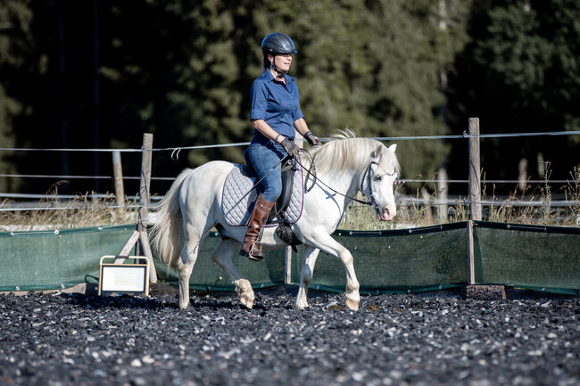 10 jähriger Welsh A Wallach. 1,20 Stockmass, Alexandra Stärk, Horses For Sale, Emmingen-Liptingen, Image 3