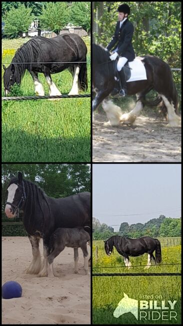 10 jährige Tinkerstute ( Sterstute), Erich Grasberger, Horses For Sale, Neustadtl, Image 5