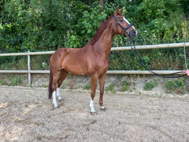 ✨10 jähriger Wallach von Casaltino ✨, Manuel, Horses For Sale, Eurasburg 