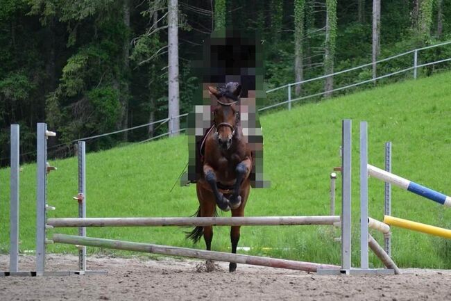 10-jährige Quarter Horse Stute / Familienpferd, Sonja, Horses For Sale, Thalgau, Image 8