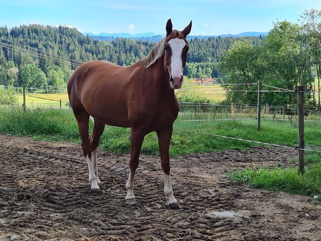 10-jährige Zuchtstute von Hochfein x Rubin-Royal, Jenny, Horses For Sale, Argenbühl, Image 2