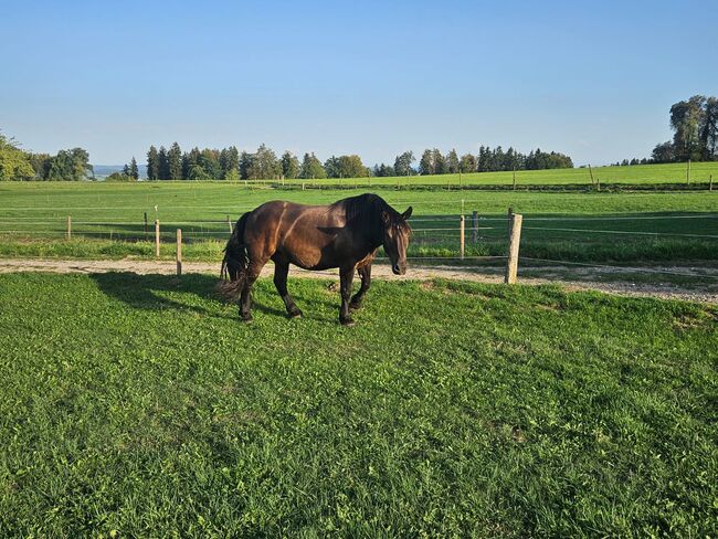 10 jähriger Noriker, Andreas, Horses For Sale, Berg