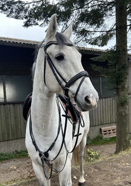 10 jähriger top KWPN, Pferdeglück (Pferdeglück GmbH), Horses For Sale, Pelmberg, Image 2