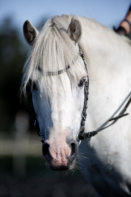 10 jähriger Welsh A Wallach. 1,20 Stockmass, Alexandra Stärk, Horses For Sale, Emmingen-Liptingen, Image 2