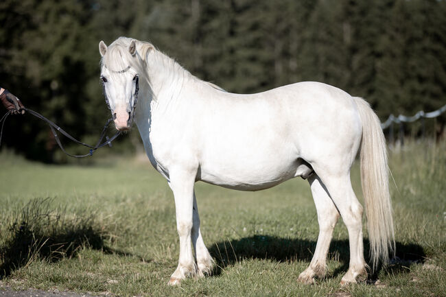 10 jähriger Welsh A Wallach. 1,20 Stockmass, Alexandra Stärk, Horses For Sale, Emmingen-Liptingen