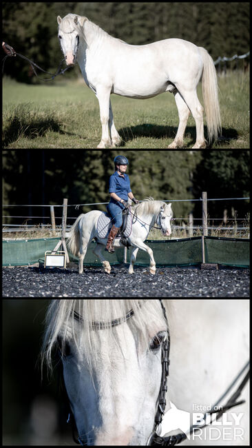 10 jähriger Welsh A Wallach. 1,20 Stockmass, Alexandra Stärk, Horses For Sale, Emmingen-Liptingen, Image 4