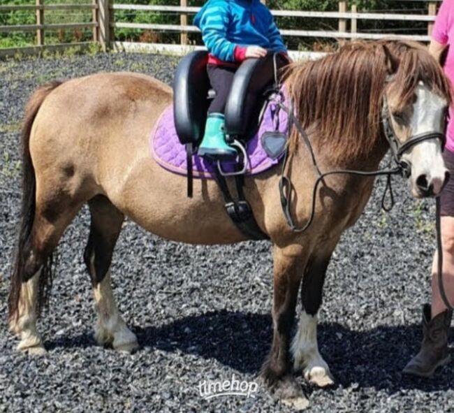 11.2 Reg Welsh Section a Mare 8yrs, Fleur, Pferd kaufen, Llandeilo