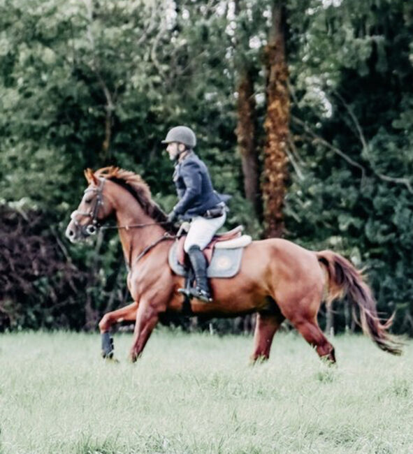 11 jähriger Wallach, George Hanna, Horses For Sale, Schwerte 