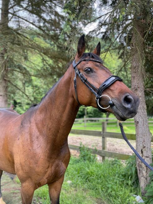 11jährige ÖWB Zuchtstute, Claudia, Horses For Sale, Wolfpassing , Image 4