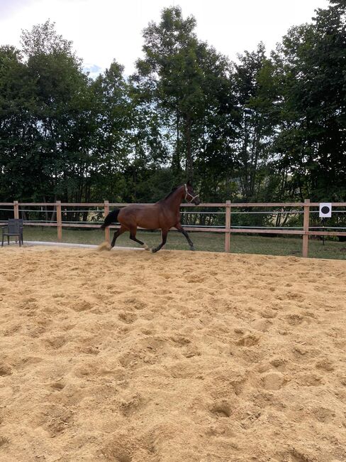 11jährige ÖWB Zuchtstute, Claudia, Horses For Sale, Wolfpassing , Image 6