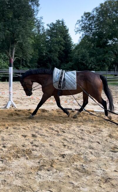 11jährige ÖWB Zuchtstute, Claudia, Horses For Sale, Wolfpassing 