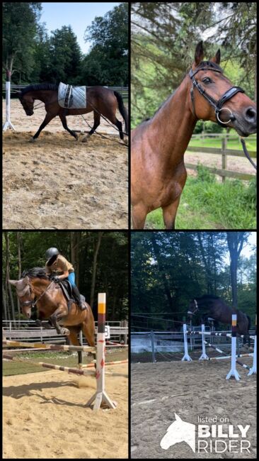 11jährige ÖWB Zuchtstute, Claudia, Horses For Sale, Wolfpassing , Image 9