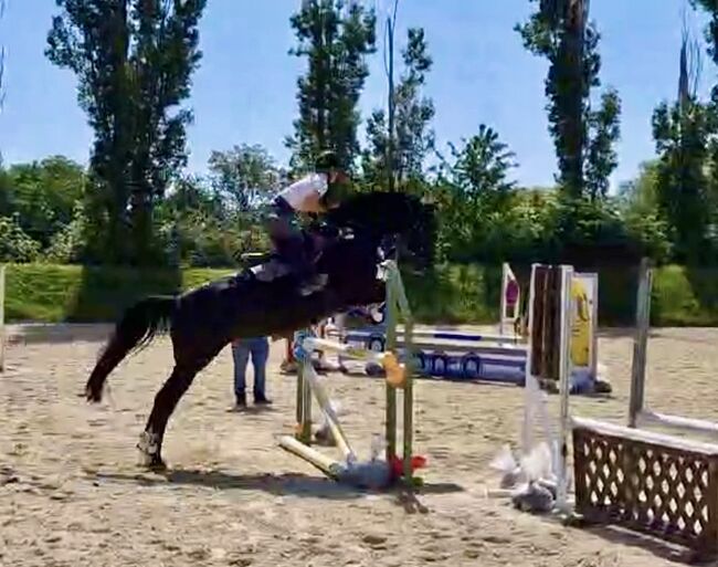 11-jährige Hannoveraner Stute, Viktoria Groszkopf, Horses For Sale, Baden , Image 9