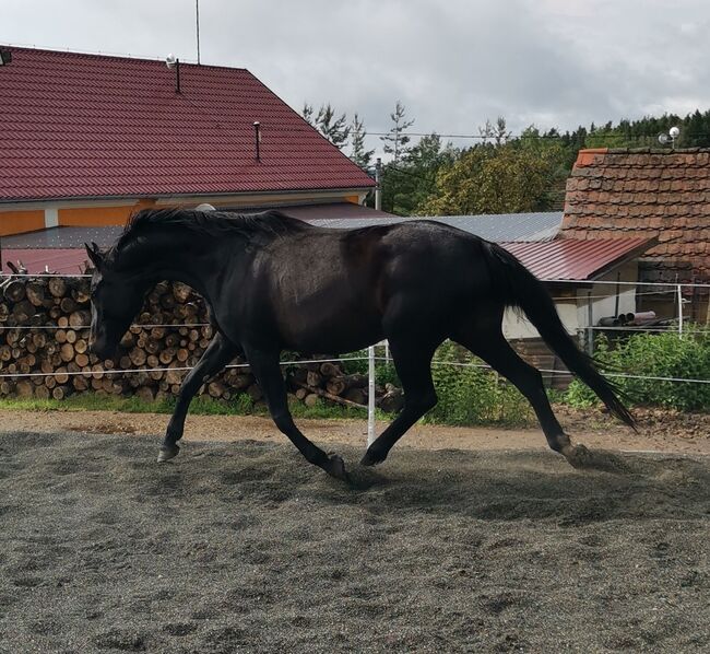 11j Stute doppelt veranlagt, Susanne Leuchter , Horses For Sale, Kladruby, Image 9