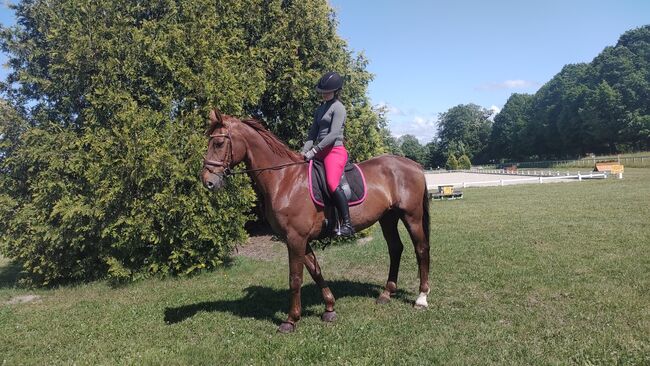 11 jähriger Wallach Dressur/Springen/Vielseitigkeit, B.M., Horses For Sale, Großheide, Image 2