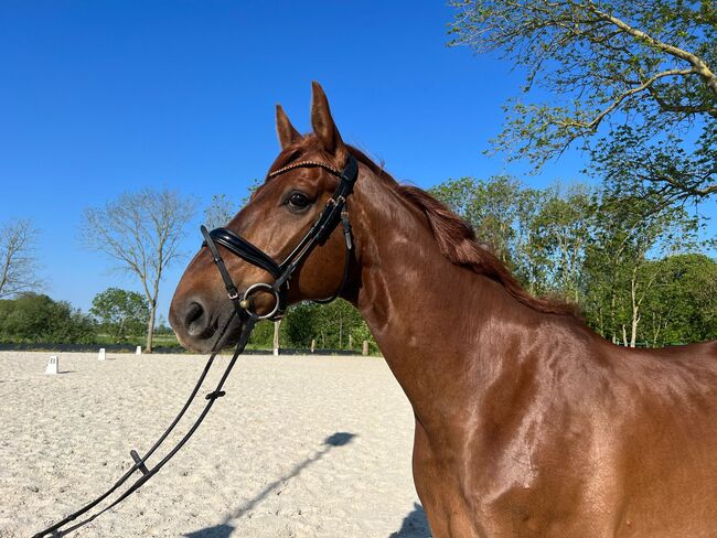 11 jähriger Wallach Dressur/Springen/Vielseitigkeit, B.M., Horses For Sale, Großheide, Image 4
