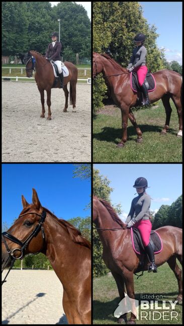 11 jähriger Wallach Dressur/Springen/Vielseitigkeit, B.M., Horses For Sale, Großheide, Image 6