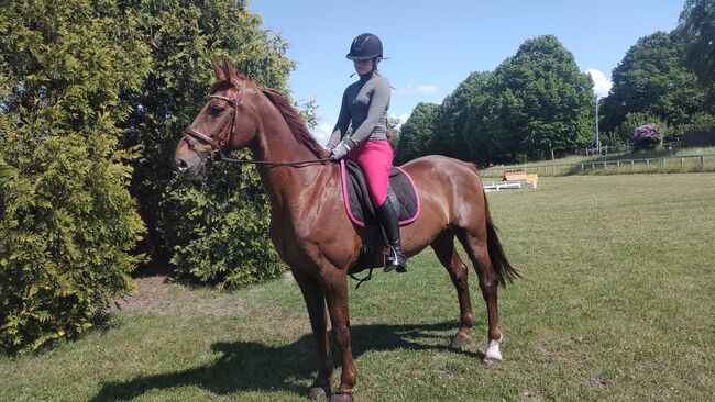 11 jähriger Wallach Dressur/Springen/Vielseitigkeit, B.M., Horses For Sale, Großheide, Image 3