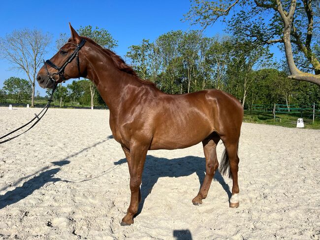 11 jähriger Wallach Dressur/Springen/Vielseitigkeit, B.M., Horses For Sale, Großheide, Image 5