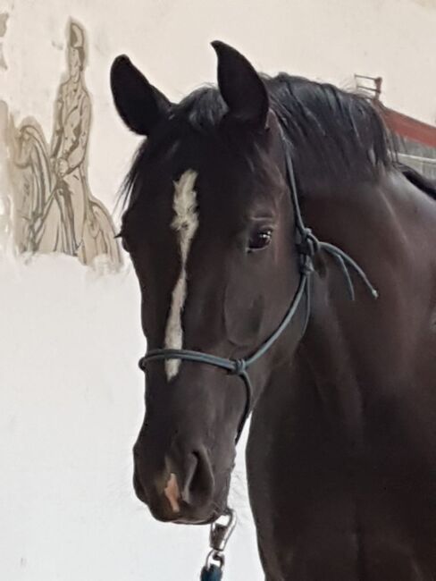 11-jährige Hannoveraner Stute, Viktoria Groszkopf, Horses For Sale, Baden , Image 2